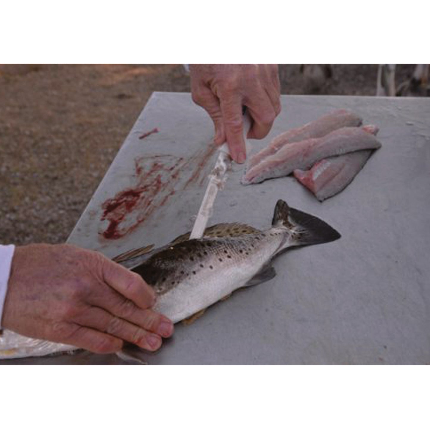 The Dexter SG133-7EG 7” narrow fillet knife is one of our most popular fillet knives. This 7″ fillet can handle small to large fish with ease. It’s ultra-sharp out of the package and with just the right amount of flex to glide over the bones. www.defenceqstore.com.au