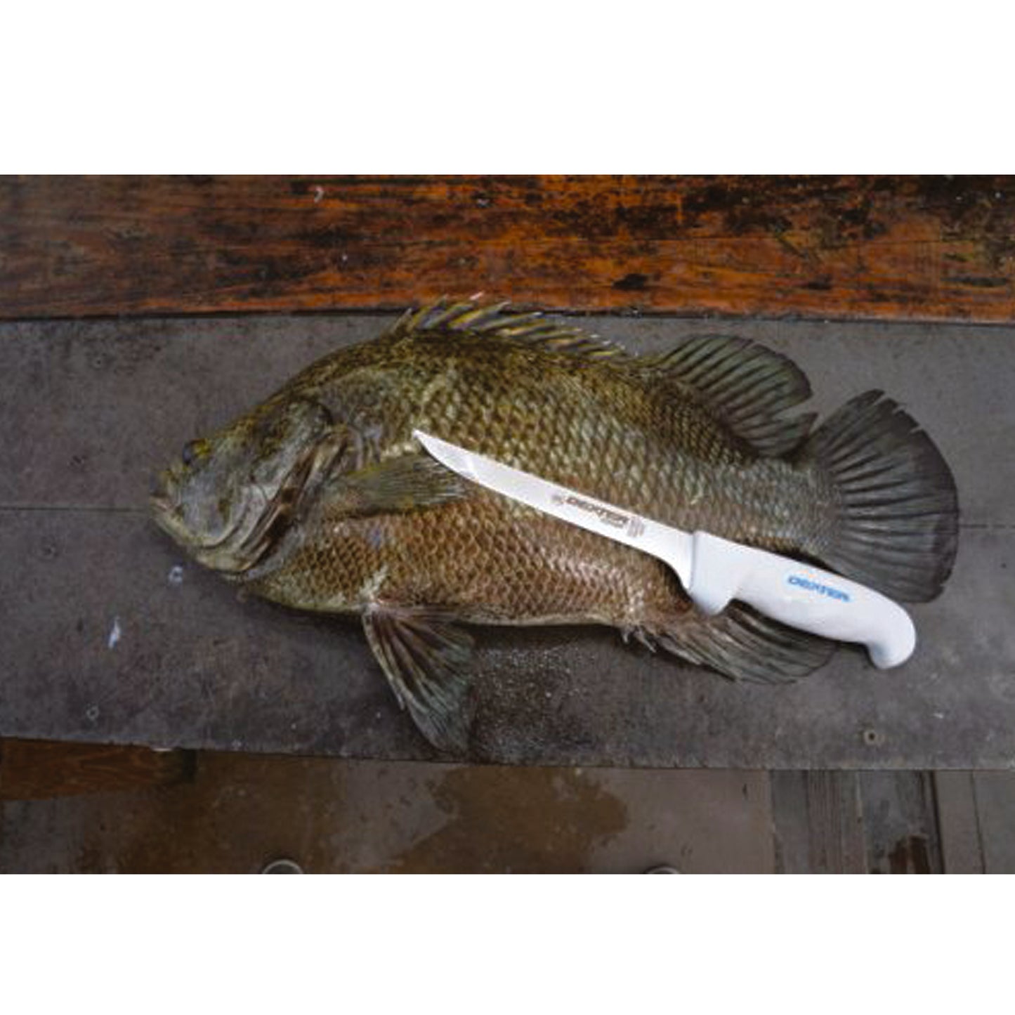 The Dexter SG136FF 6” wide fillet knife is one of our most popular fillet knives. This 6″ wide fillet can handle small to large fish with ease. It’s ultra-sharp out of the package and with just the right amount of flex to glide over the bones. www.defenceqstore.com.au